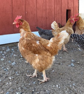 Chickens