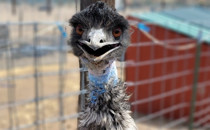 Emus