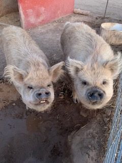 Kunekune pigs