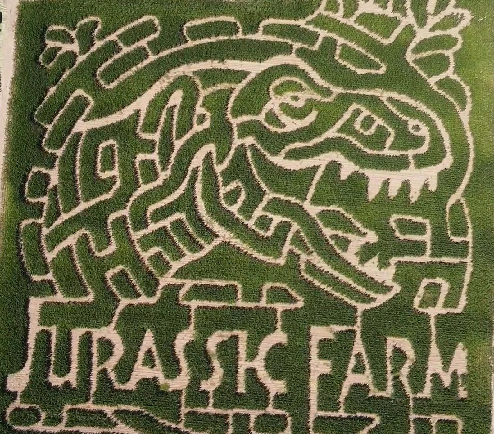 Corn maze view 1