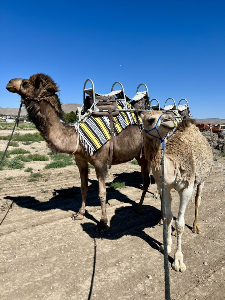 Two camels wearing their saddles.