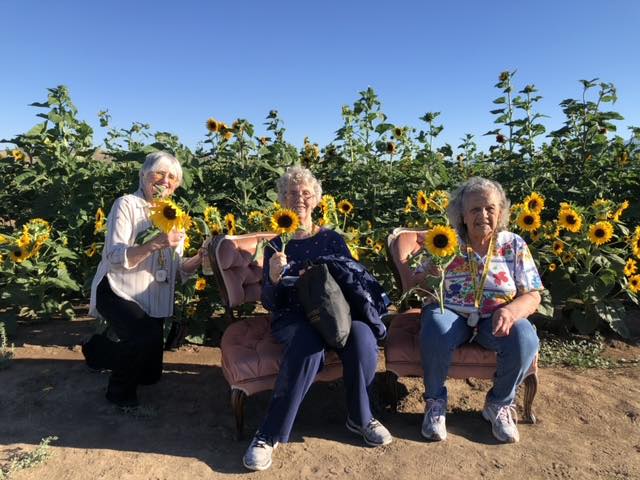 Three women sit in decorative chairs holding sunflowers. The chairs are outside in front of the sunflower field.
