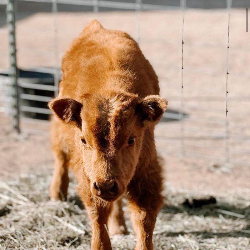 A brown calf stands in a pen.