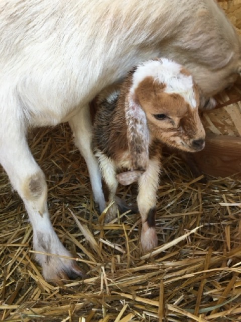 Spring festival view 2