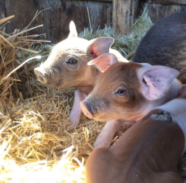 Spring festival view 4