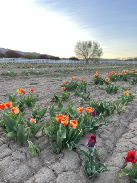 Spring festival view 6