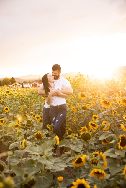 Sunflower field view 3