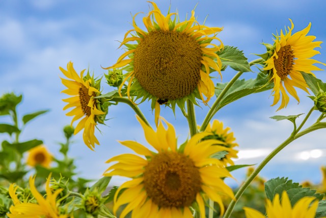 Sunflower field view 4