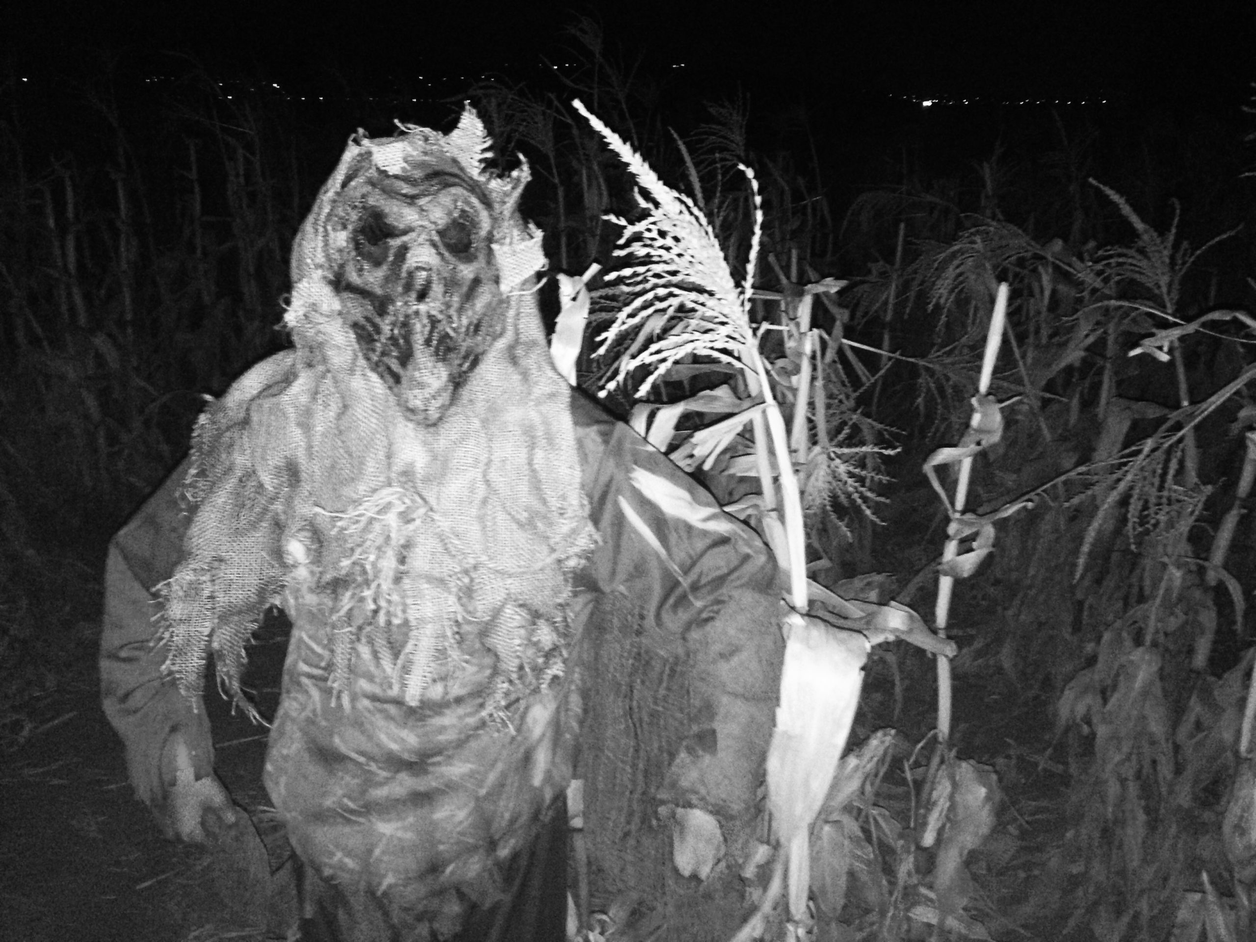 andelin family farm haunted corn maze